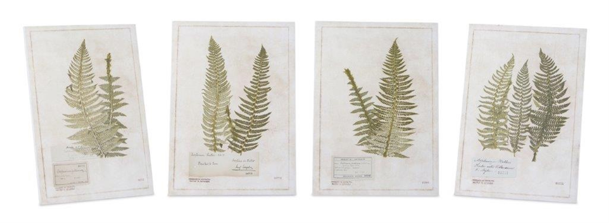 Fern Print (Set of 4) 5.5"L x 8"H Wood/MDF/Paper