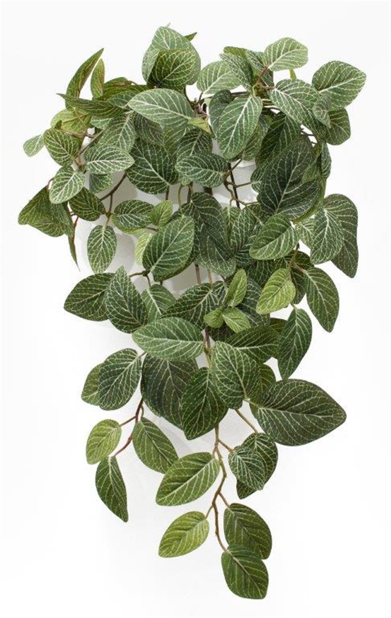 Peperomia Vine (Set of 2) 23"L Polyester