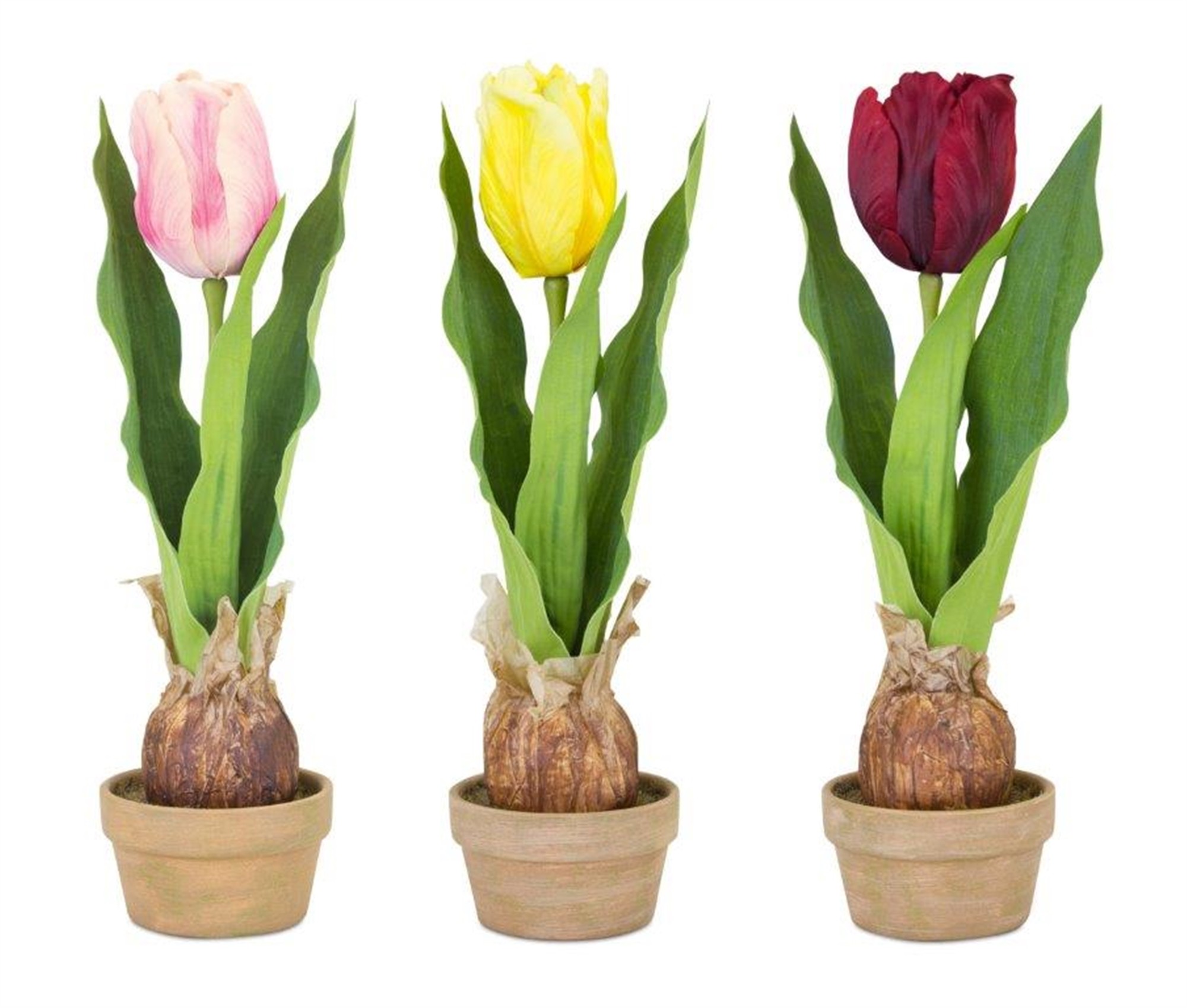Potted Tulip Bulb (Set of 3) 5.5"L x 13.75"H Polyester/Ceramic