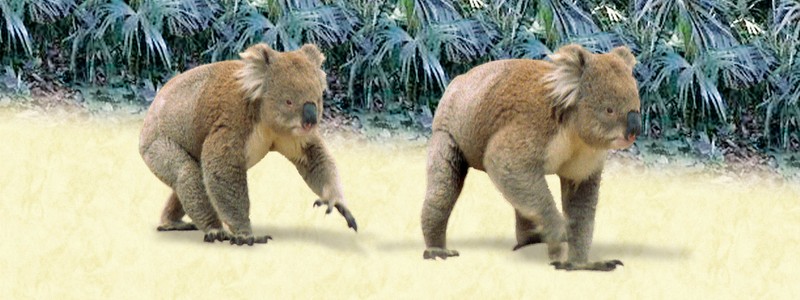 Animal Art - Motion Bookmark/ 6" Ruler - Koalas