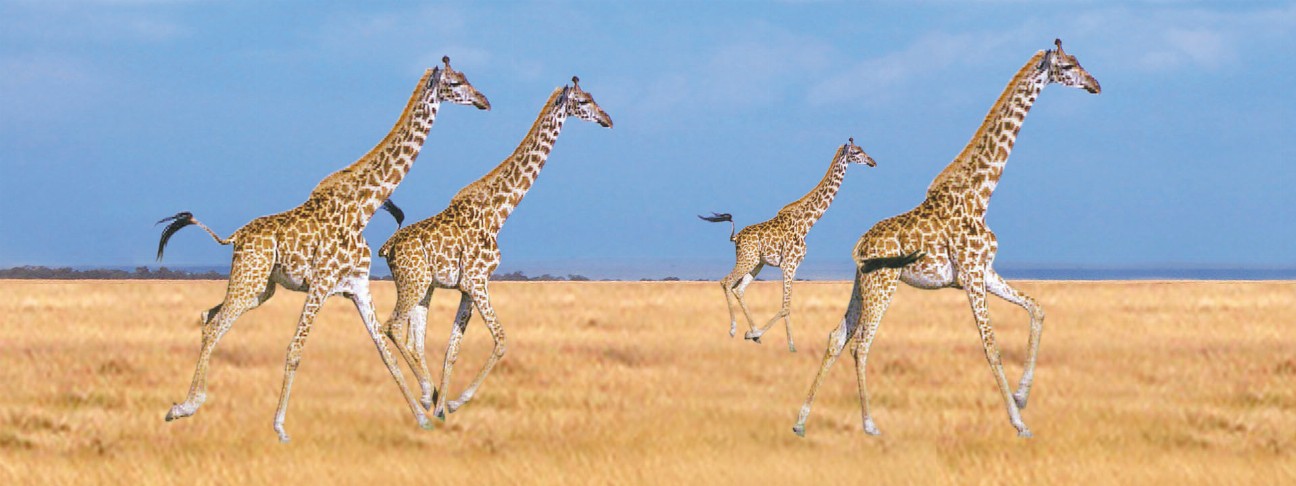 Animal Art - Motion Bookmark/ 6" Ruler - Giraffes