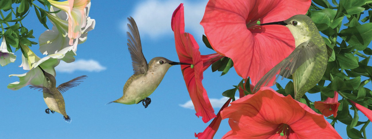 Animal Art - Motion Bookmark/ 6" Ruler - Hummingbirds