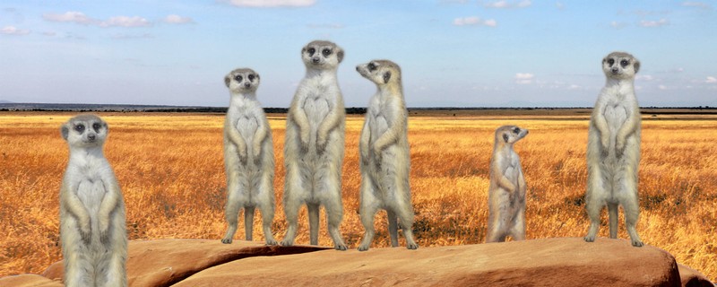 Animal Art - Motion Bookmark/ 6" Ruler - Meerkats