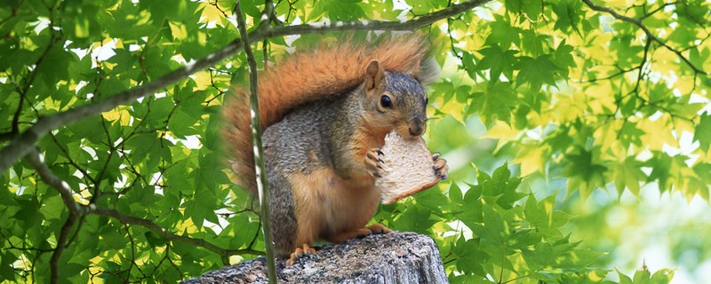 Animal Art - Motion Bookmark/ 6" Ruler - Squirrel