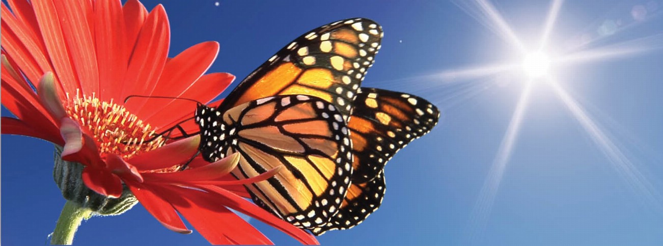 Animal Art - Motion Bookmark/ 6" Ruler - Monarch Butterfly