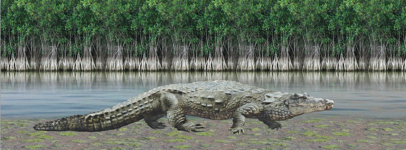 Animal Art - Motion Bookmark/ 6" Ruler - Crocodile