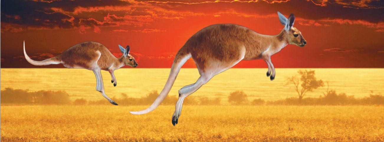 Animal Art - Motion Bookmark/ 6" Ruler - Kangaroos