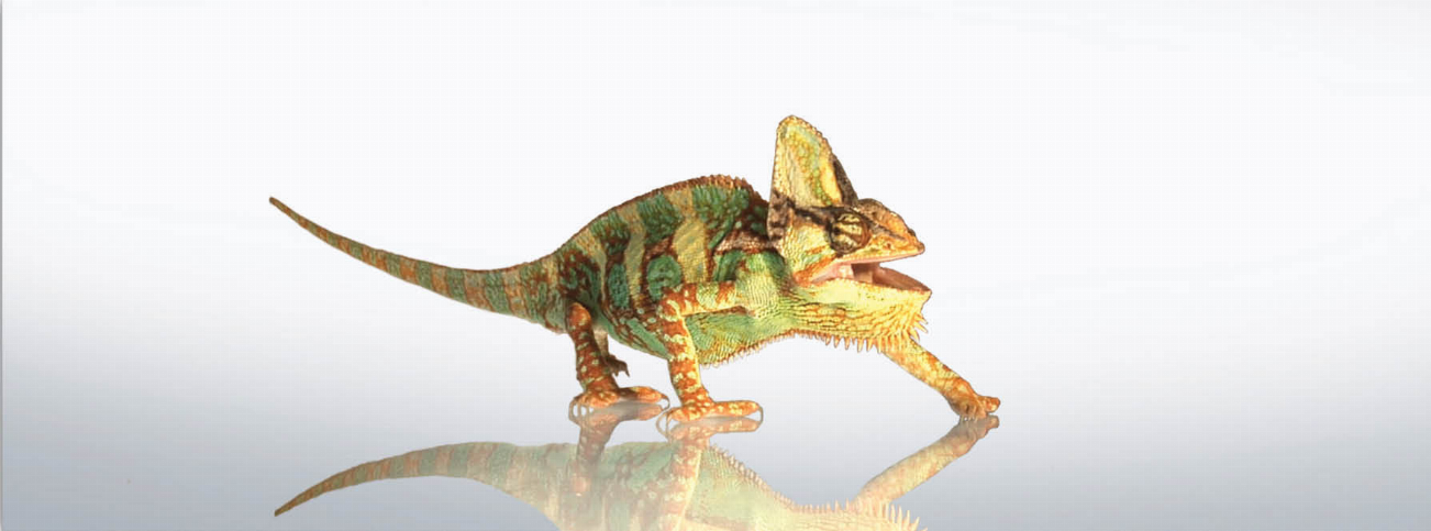 Animal Art - Motion Bookmark/ 6" Ruler - Chameleon