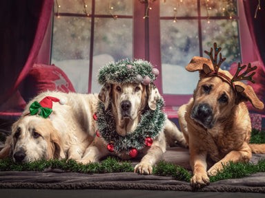 Christmas Pups Puzzle - Medium - 13" x 17.5"Whimsical