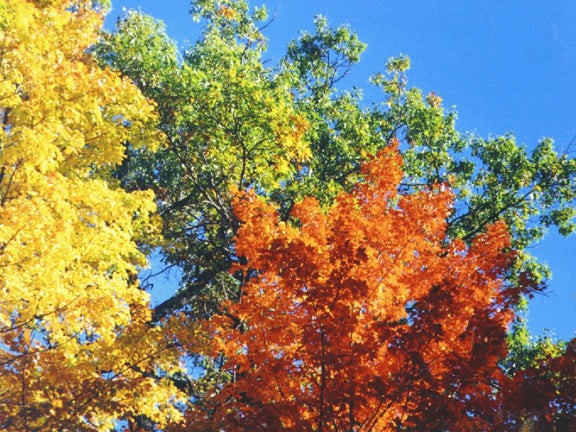Fall Colors Puzzle - Medium - 13" x 17.5"Standard