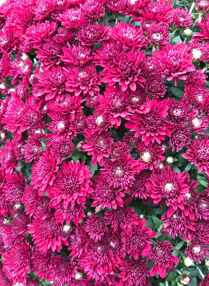 Fall Mums Puzzle