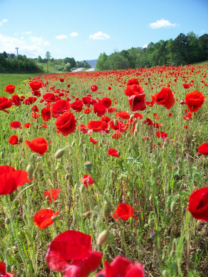 Field of Poppies Puzzle - Small - 10" x 13.5"Standard