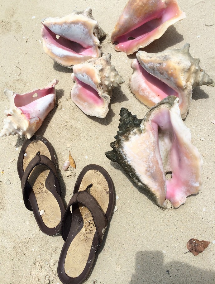 Finding Conch Puzzle - Small - 10" x 13.5"Standard