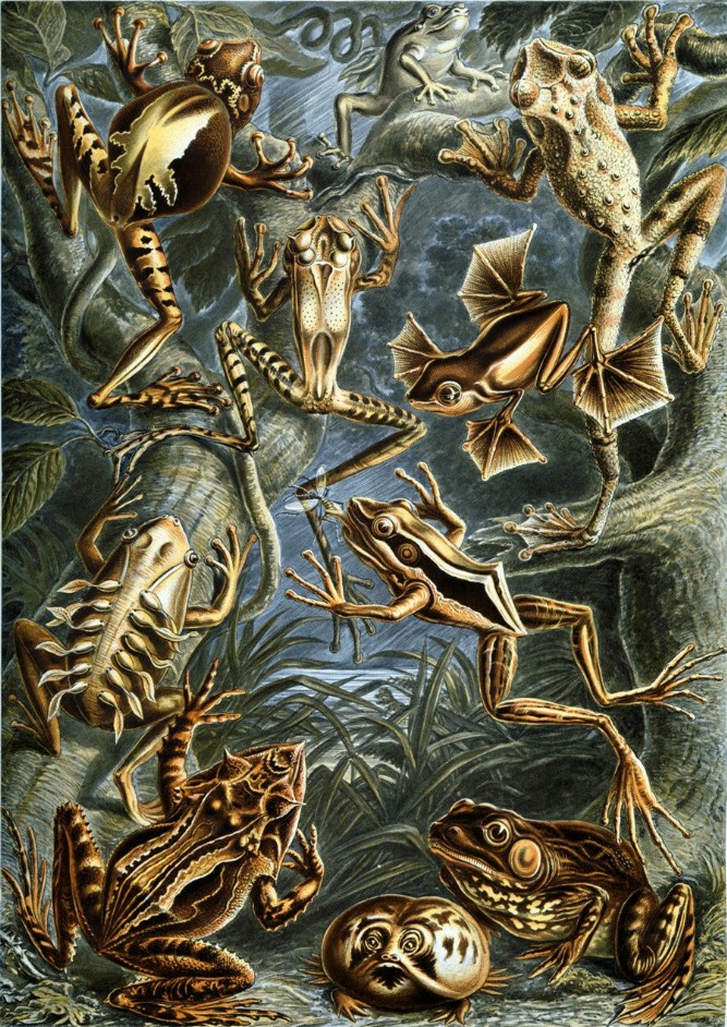 Frogs by Ernst Haeckel Puzzle - Medium - 13" x 17.5"Whimsical