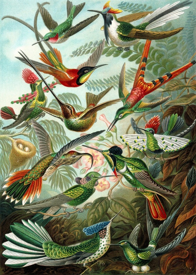 Hummingbirds by Ernst Haeckel Puzzle - Small - 10" x 13.5"Standard