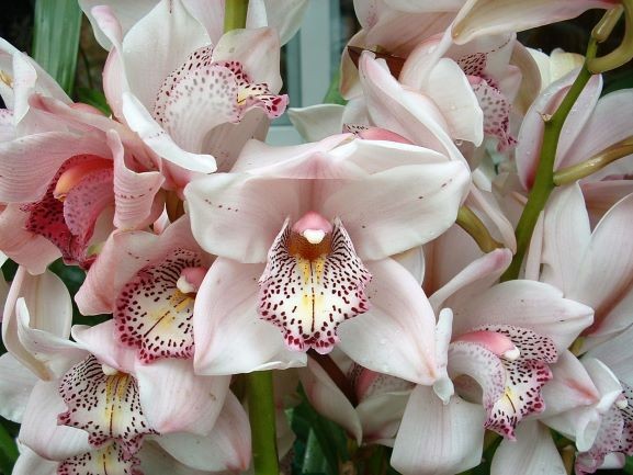 Orchid Bouquet Puzzle - Large - 16" x 22"Standard
