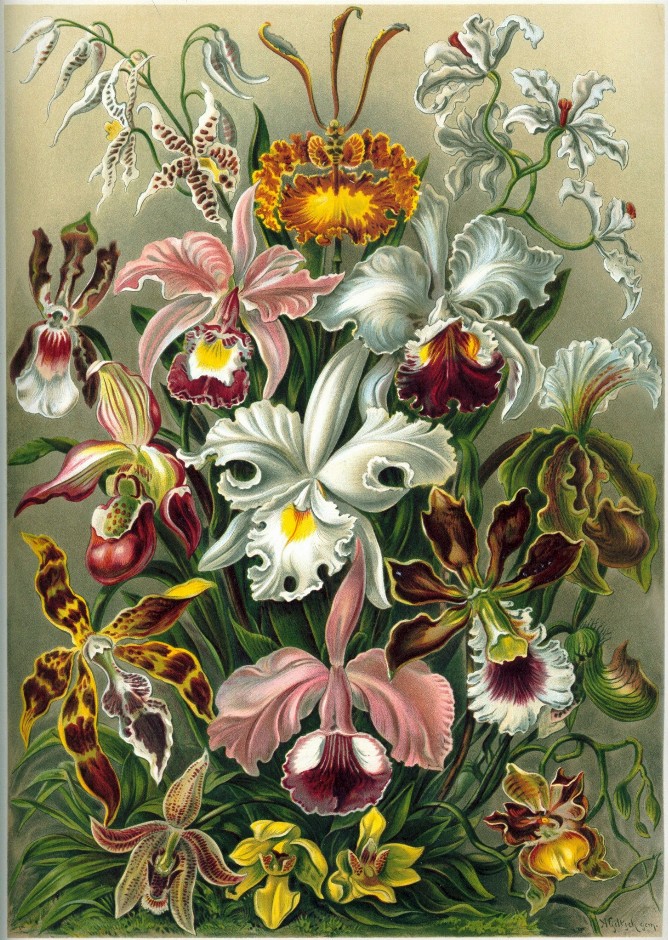 Orchidaceae by Ernst Haeckel Puzzle - Small - 10" x 13.5"Standard