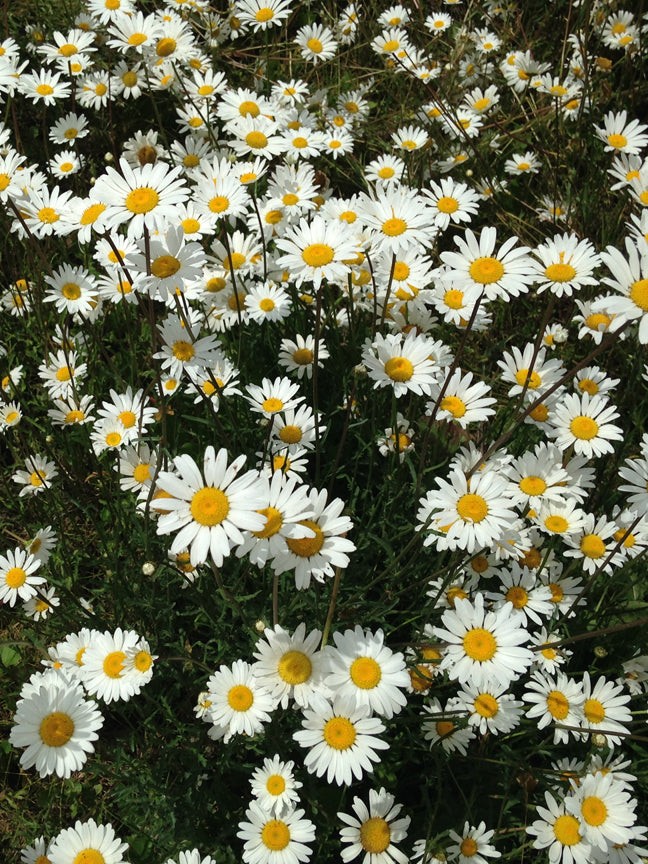 San Juan Daisies Puzzle - Small - 10"x13.5"Whimsical