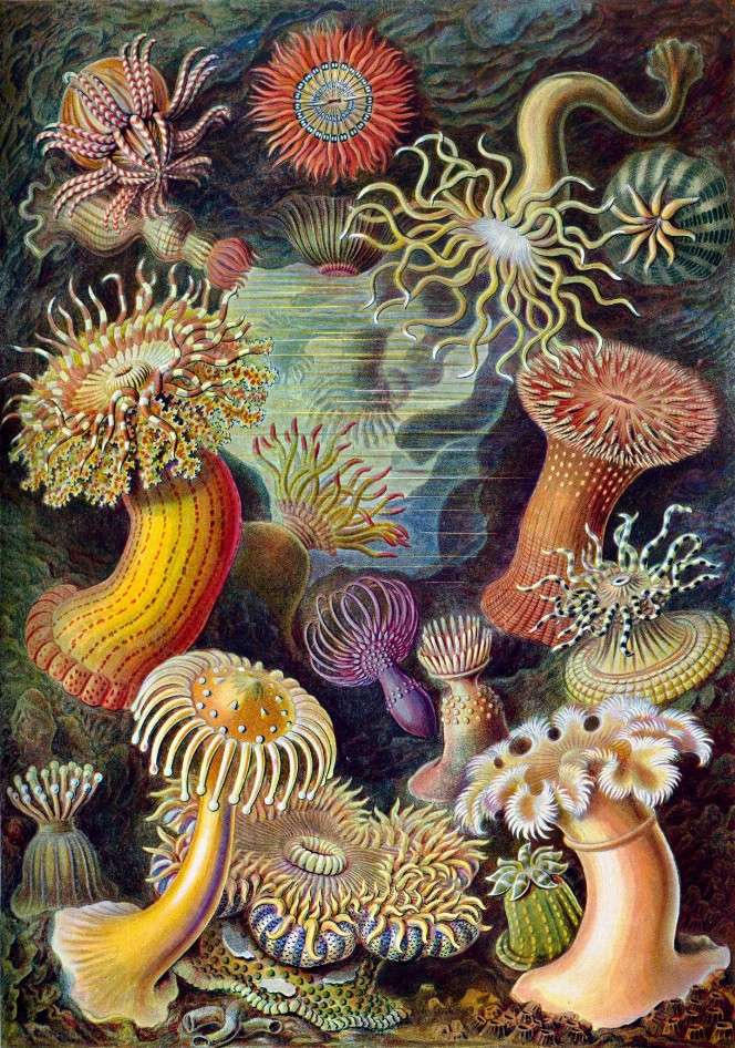 Sea Anemones by Ernst Haeckel Puzzle - Large - 16" x 22"Standard