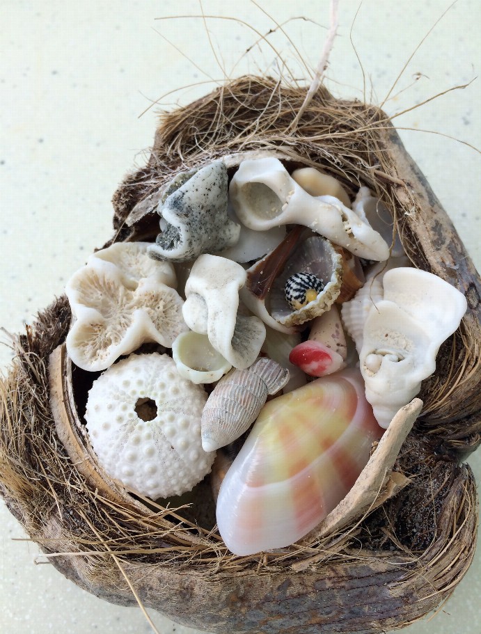 Seashell Treasures Puzzle - Medium - 13" x 17.5"Whimsical