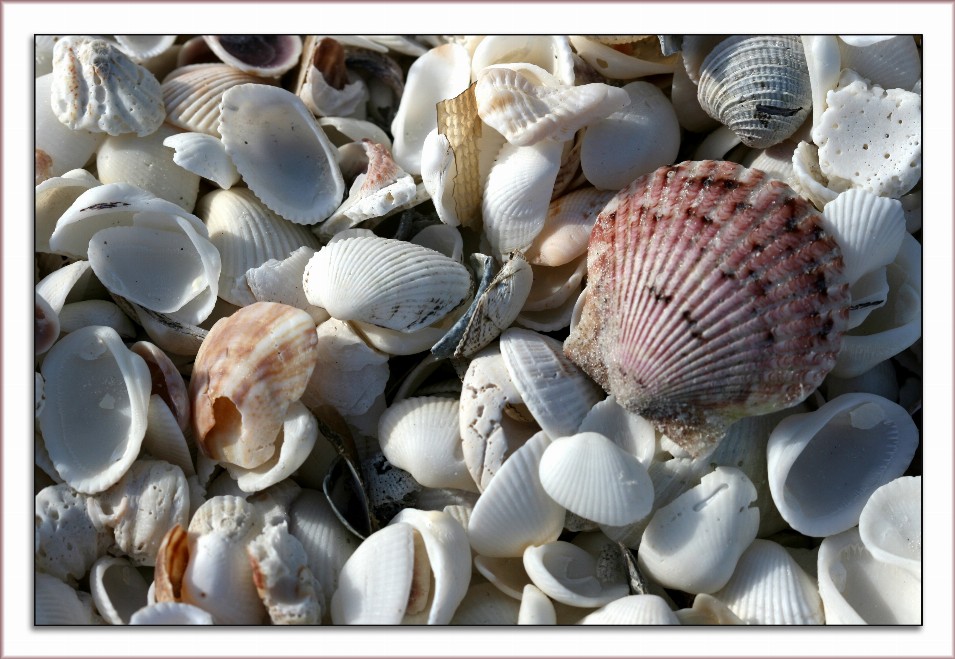 Seashells Puzzle - Small - 10" x 13.5"Standard