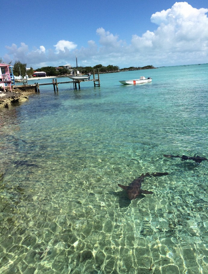 Shark in the Abacos Puzzle - Large - 16" x 22"Whimsical