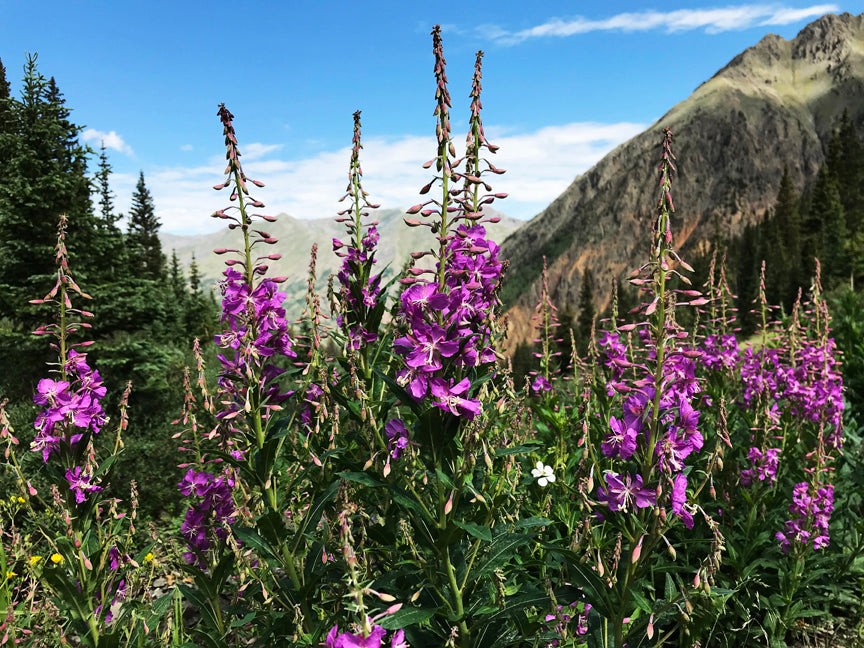 Stony Pass Wildflowers Puzzle - Small - 10" x 13.5"Whimsical