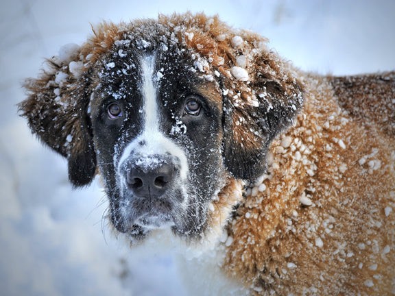 Winter Coat Puzzle - Small - 10" x 13.5"Standard