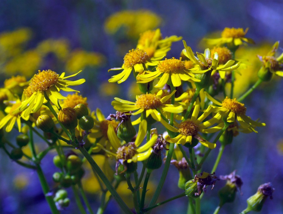 Yellow Flowers Puzzle - Small - 10" x 13.5"Standard