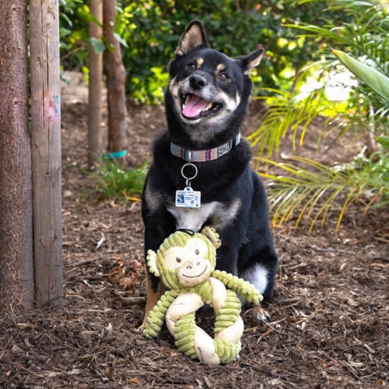 Hemp Monkey Twist Pet Toy