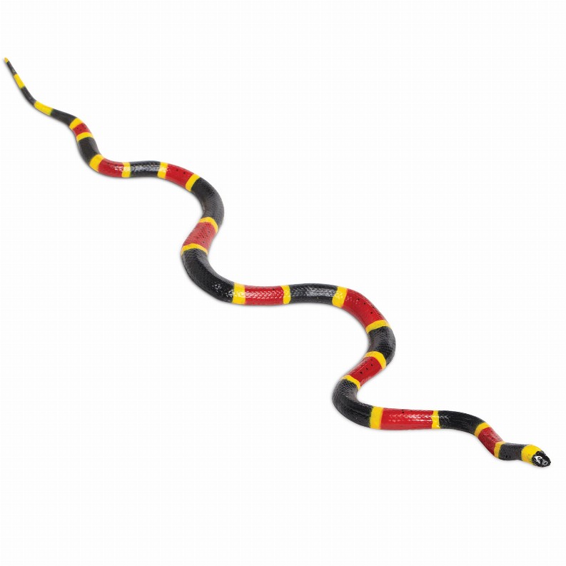 Coral Snake