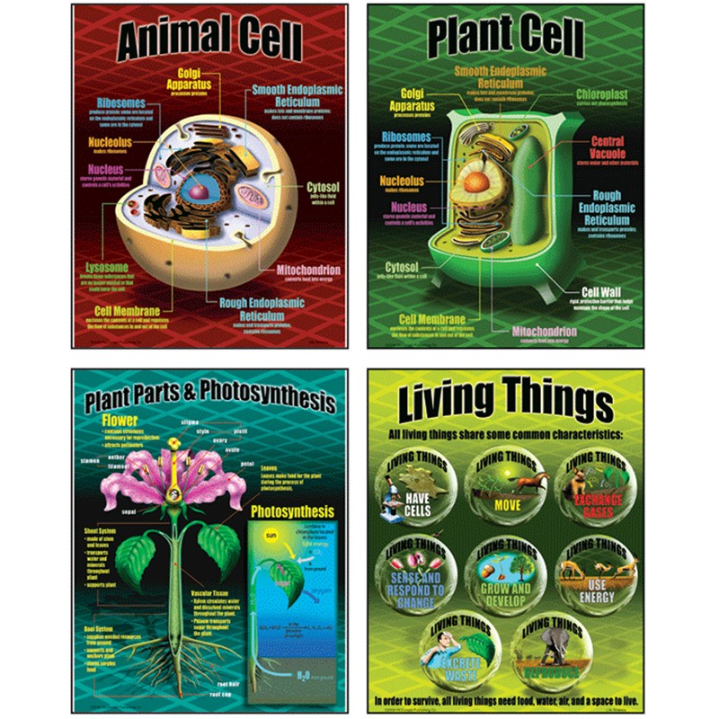 Life Science Posters, Set of 4