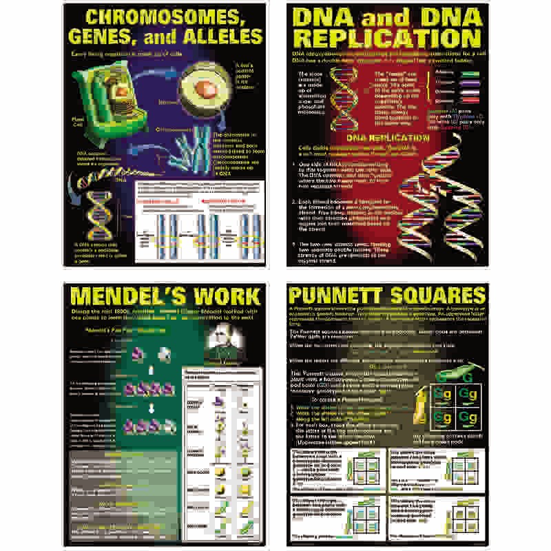DNA & Heredity Posters, Set of 4