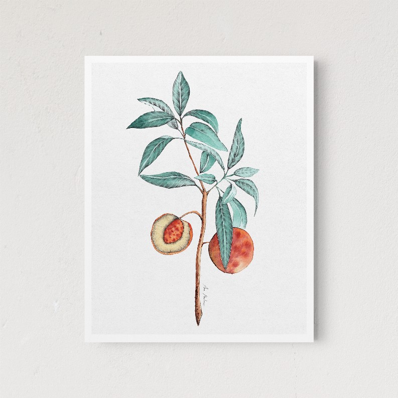 Peach Tree - 5x7