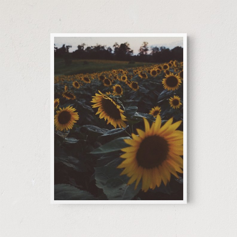 Sunflowers - 5x7