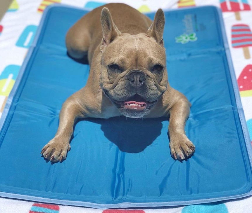 Cool Pet Pad - XL