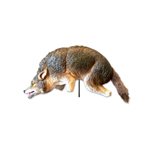 3-D Coyote Lifelike, Full-Size Predator